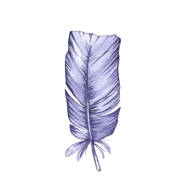 Plume d'oiseau aquarelle