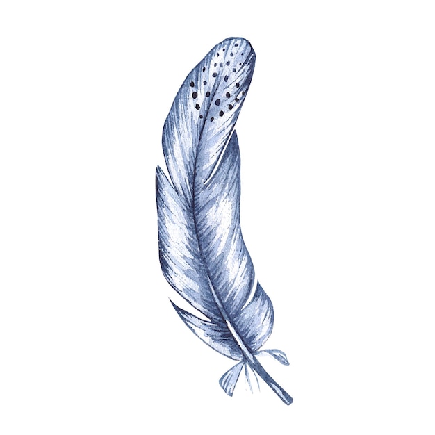 Plume D'oiseau Aquarelle