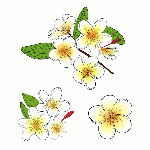 Vecteur plumeria ou fleur de frangipanier illustration collection ensemble