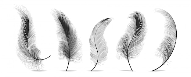 Plumes Noires