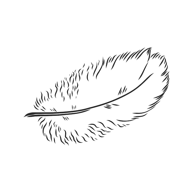 Vecteur plumes d'oiseaux illustration dessinée à la main convertie en vecteur