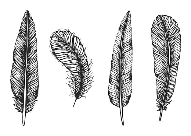 Plumes d'oiseaux vector illustration vintage