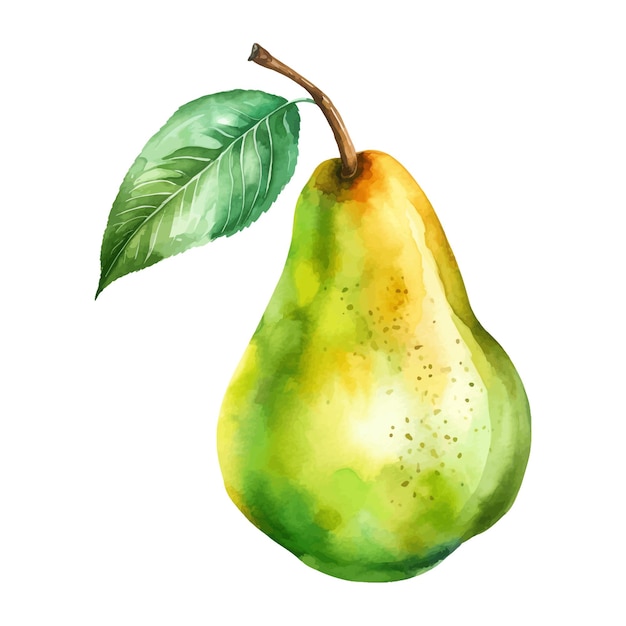 Poire clipart aquarelle