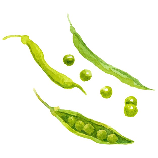 Vecteur des pois peints à l'aquarelle élément de conception d'aliments frais dessiné à la main isolé sur un fond blanc