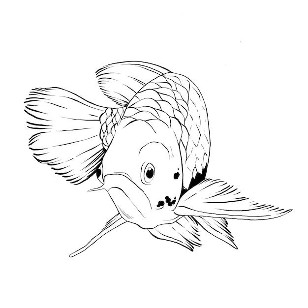 Poisson Arowana nageant illustration dessinée à la main