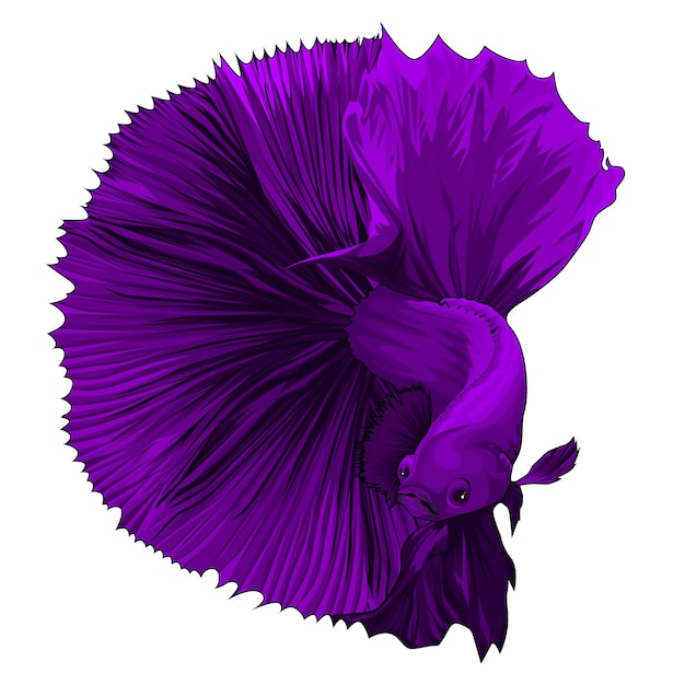 Vecteur poisson betta avec une belle couleur violette