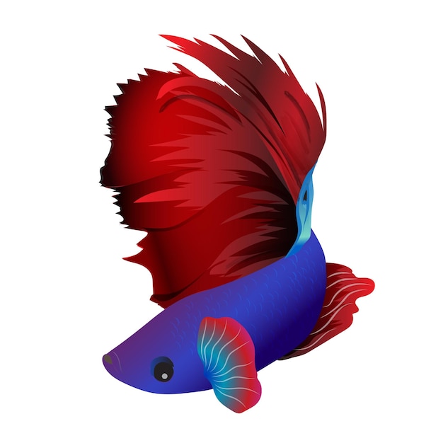 Vecteur poisson betta