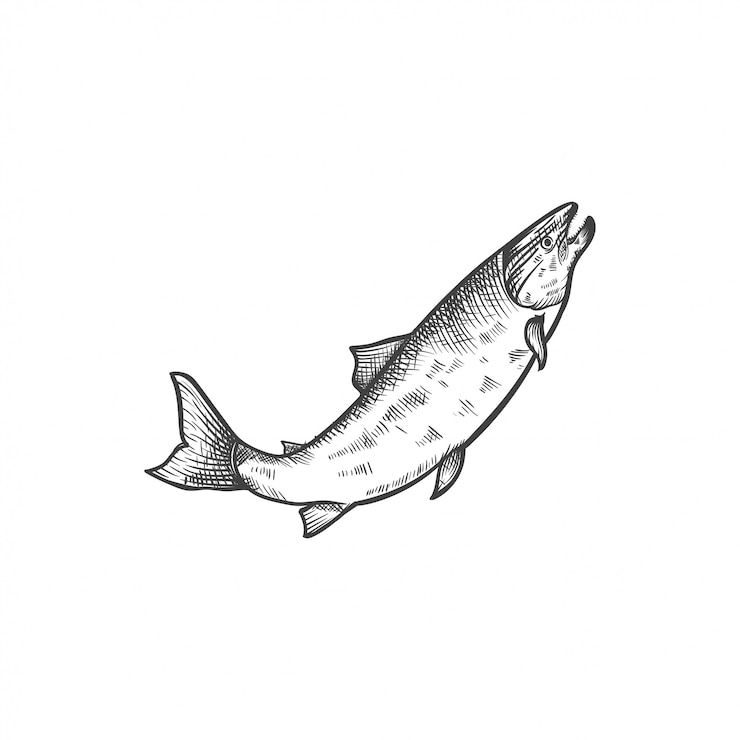 Vecteur poisson dessiné à la main illustration dessinée