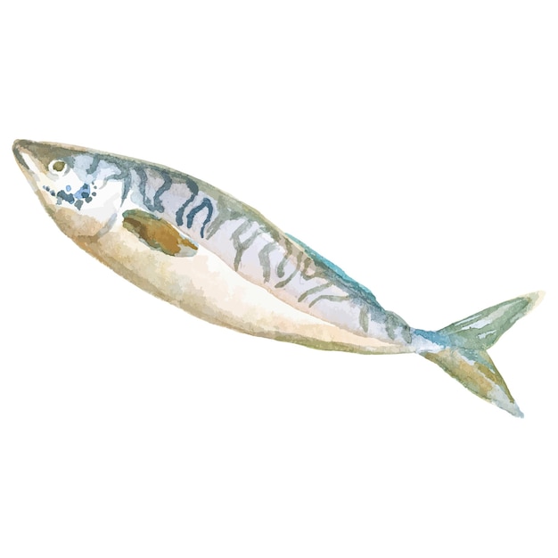 Poisson peint à l'aquarelle Élément de conception de fruits de mer frais dessiné à la main isolé sur fond blanc