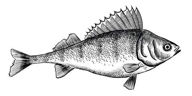 Poisson Perche Dessiné à La Main Dans Un Style De Croquis