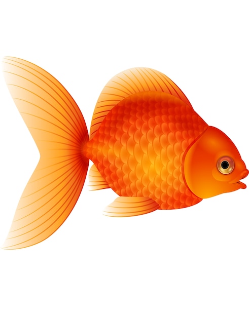 Vecteur poisson rouge dessin animé isolé sur fond blanc