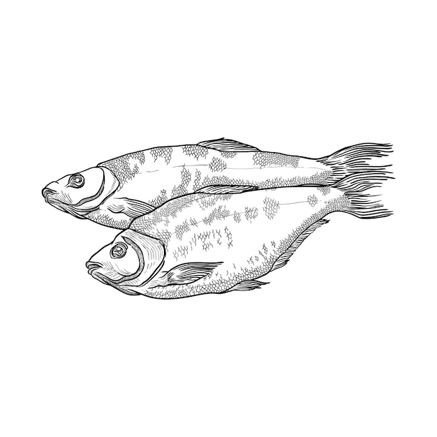 Poisson séché isolé sur fond blanc Illustration vectorielle dessinés à la main