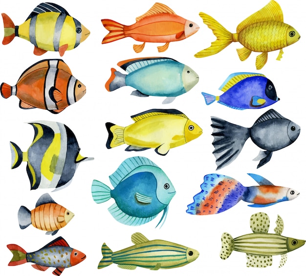 Poissons océaniques, collection aquarelle