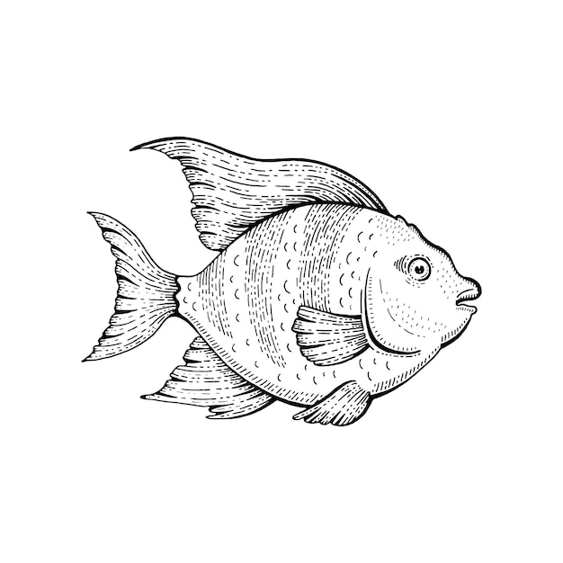 Vecteur poissons tropicaux vector croquis animal illustration ligne noire poisson ange aquarium art dessiné à la main