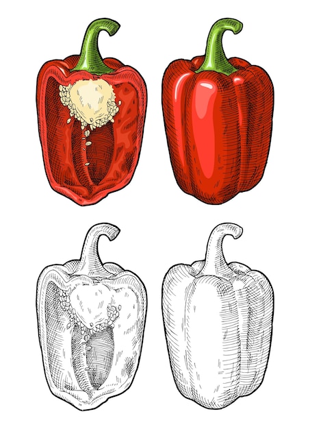 Vecteur poivrons rouges entiers et demi illustration vectorielle d'éclosion vintage