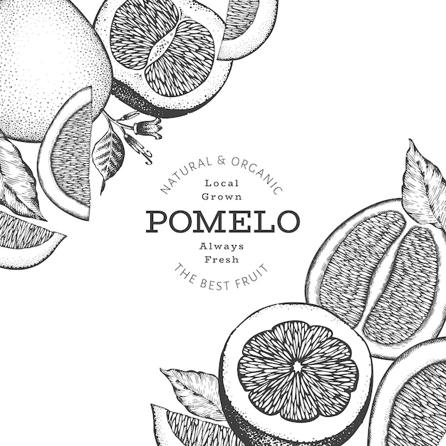 Pomelo De Style Croquis Dessinés à La Main