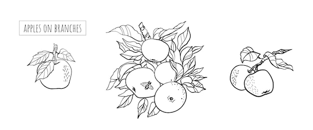 Pomme Branche d'arbre dessinée à la main avec des fruits et des feuilles Illustration de style gravé de nourriture d'été