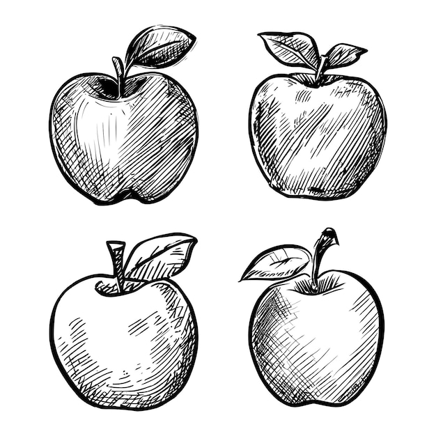 Vecteur pomme fruit main style dessin illustration vectorielle