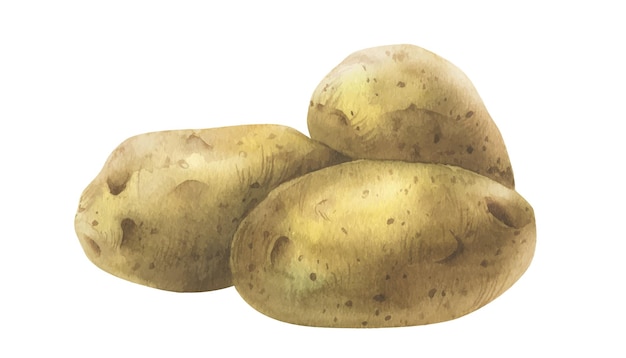 Des pommes de terre blanches dans des peaux brunes un tas de tubercules entiers illustration à l'aquarelle dessinée à la main sur le thème