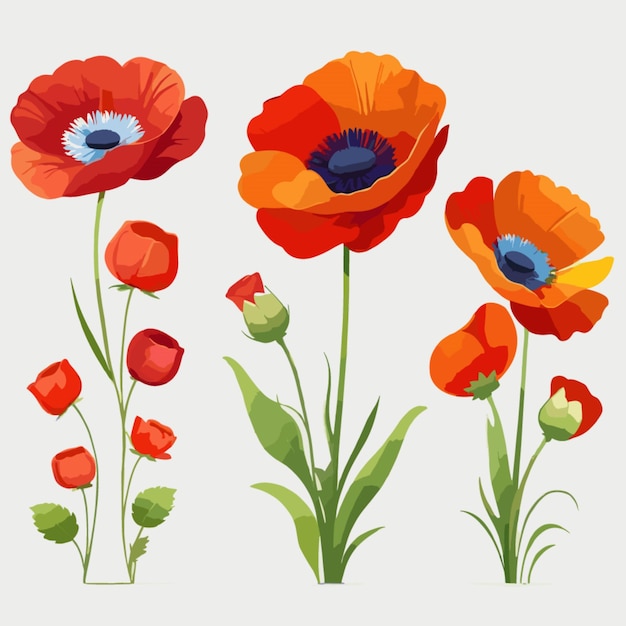 Poppies dans diverses couleurs vecteur sur fond blanc