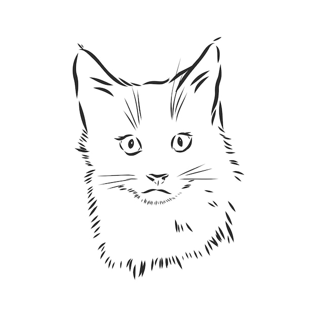 Portrait D'un Chat Chat Domestique Illustration Vectorielle D'un Croquis