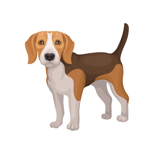 Vecteur portrait d'un chiot de beagle debout petit chien de chasse au pelage blanc brun et aux longues oreilles élément graphique pour affiche promotionnelle d'une clinique animale design vectoriel plat coloré isolé sur fond blanc
