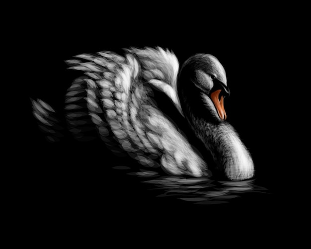 Vecteur portrait d'un cygne blanc sur fond noir. illustration