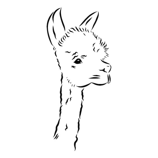 Portrait de lama alpaga Portrait graphique sommaire dessiné à la main d'un lama alpaga
