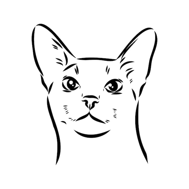 Vecteur portrait monochrome de contour vectoriel de curieux chat abyssin en couleur noire dessin à la main illustration isolée sur fond blanc croquis vectoriel de chat abyssin