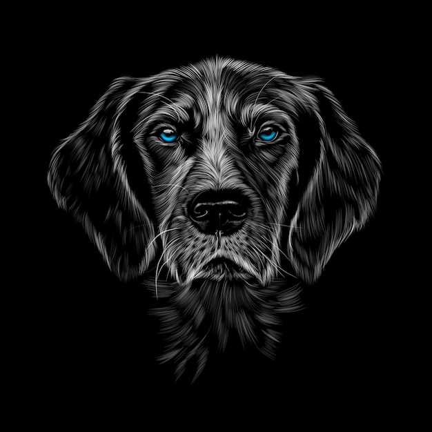 Portrait de tête de chien d'arrêt Kurzhaar race épagneul pointeur à poil court allemand