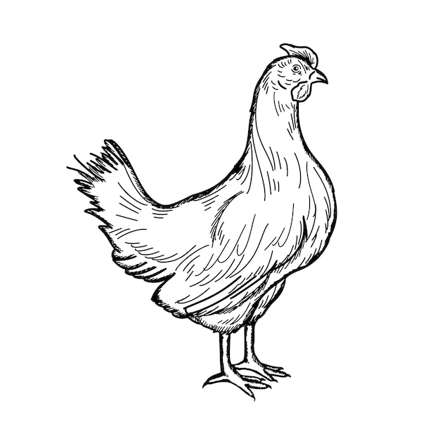 Vecteur portrait de vue latérale d'une poule pondeuse. ferme de poulets de chair. style doodle. illustration vectorielle.