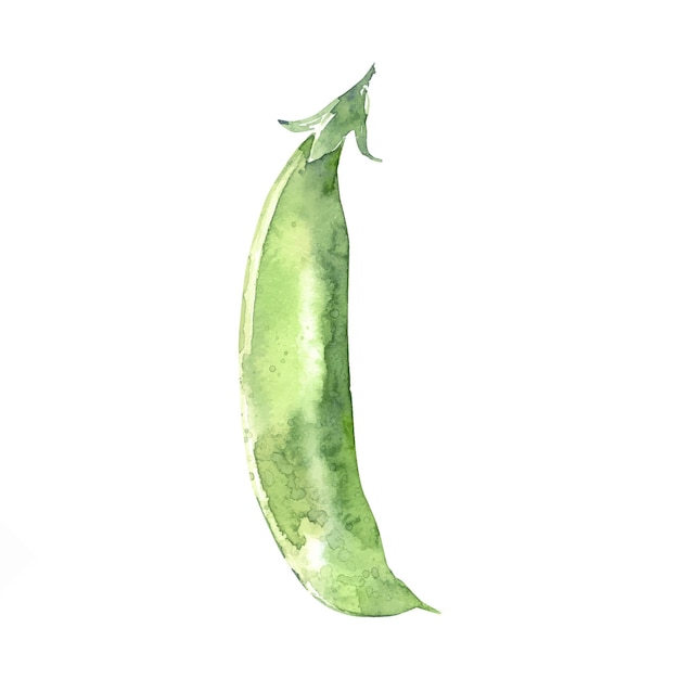 Pot de pois aquarelle