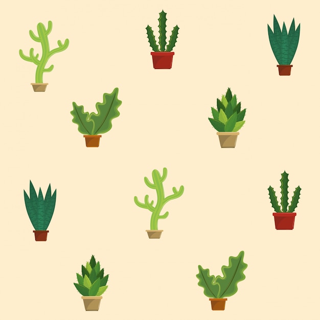 Pots De Plantes Succulentes Cactus