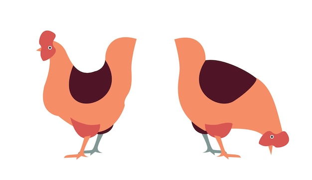 Vecteur poules illustrées simples debout dans une posture différente