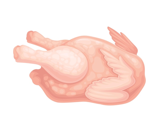 Vecteur poulet cru habillé isolé sur une illustration vectorielle à fond blanc