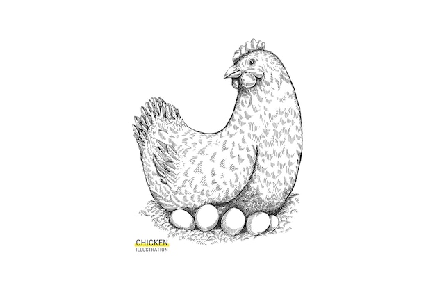 Poulet dessiné à la main avec illustration d'oeufs