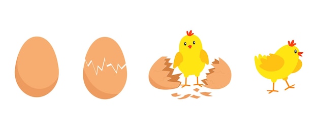 Vecteur poulet éclosion de l'oeuf processus étape par étape d'anniversaire de bébé poussin de dessin animé illustration amusante et éducative pour les enfants