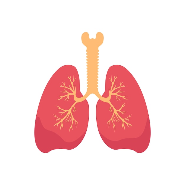 Poumons Organe Humain Plat Isolé Illustration Vectorielle