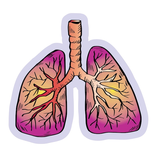 Vecteur poumons d'organes humains dans un style doodle dessiné à la main