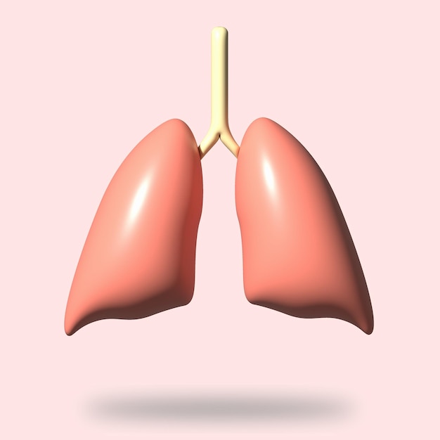 poumons de rendu 3d