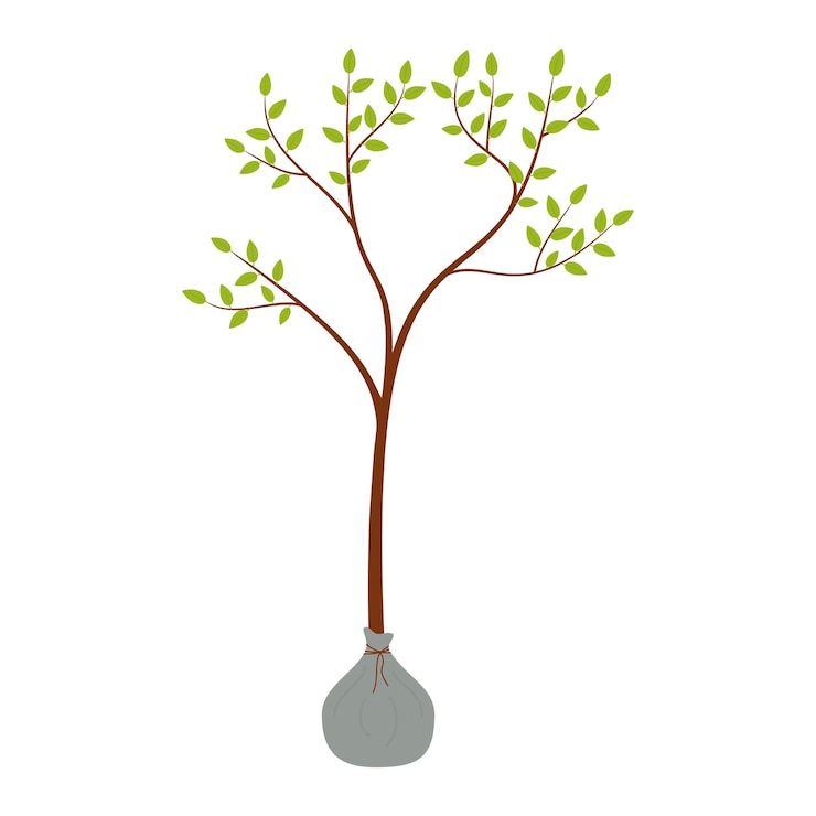 Vecteur une pousse planter et faire pousser des arbres