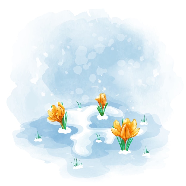 Les primevères tulipes oranges ou crocus fleurissent sous la dernière neige.
