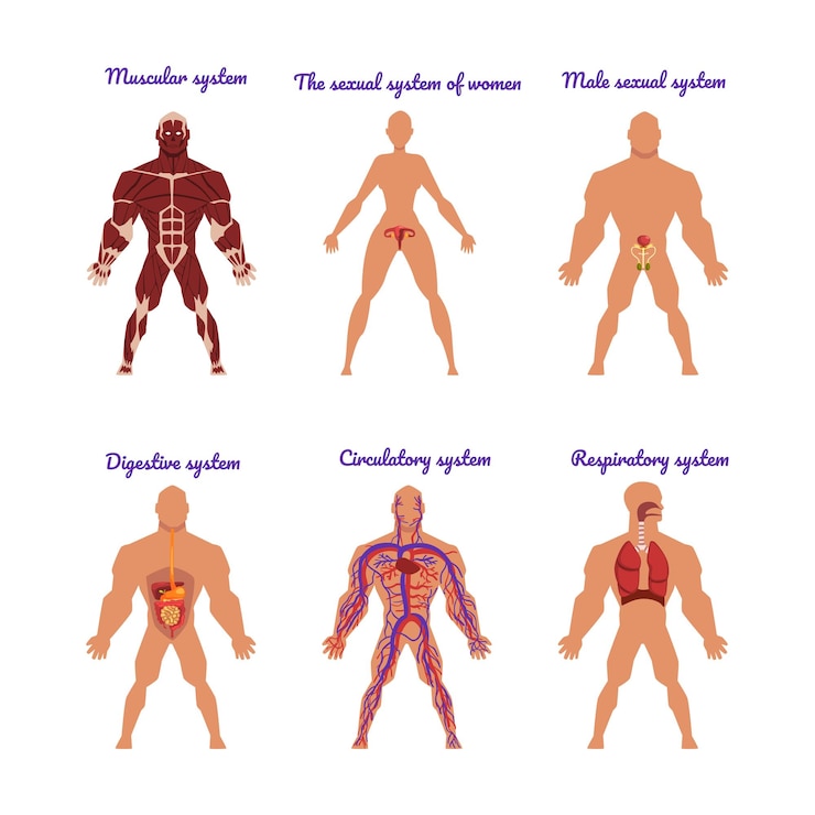 Vecteur les principaux systèmes du corps humain avec un ensemble de vecteurs circulatoires, sexuels, digestifs, musculaires et respiratoires