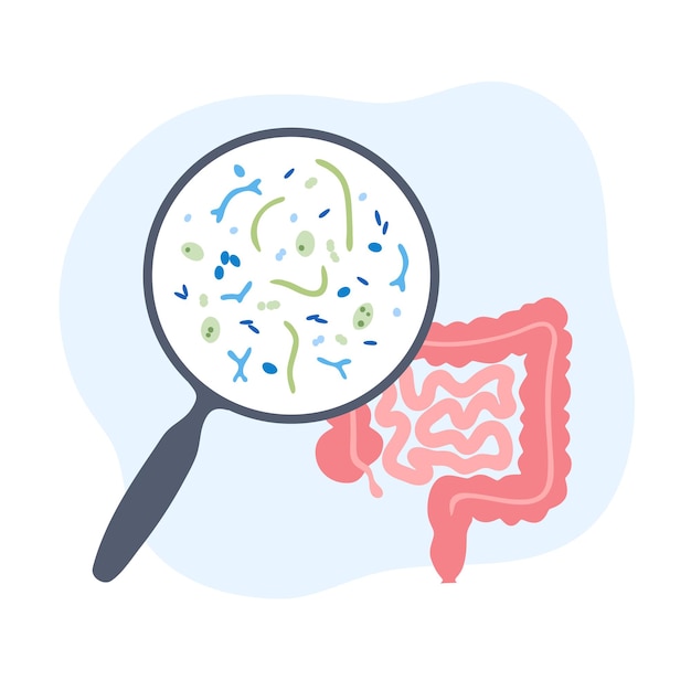 Probiotiques. Bactéries pathogènes et bénéfiques les plus courantes. Illustration vectorielle de microbiote intestinal humain