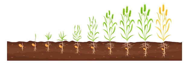 Vecteur processus de croissance des cultures stades de croissance des plantes agricoles