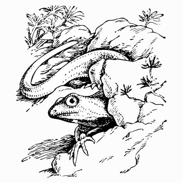 Procolophonie de lézard