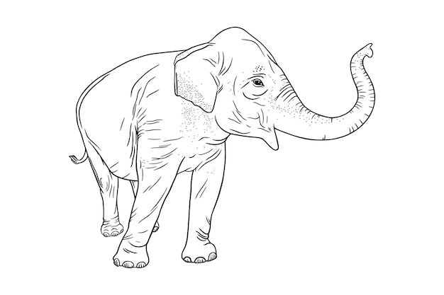 Profil D'éléphant Isolé Sur Fond Blanc. éléphant D'asie Réaliste Avec Tronc Renversé. Croquis Illustration Vectorielle