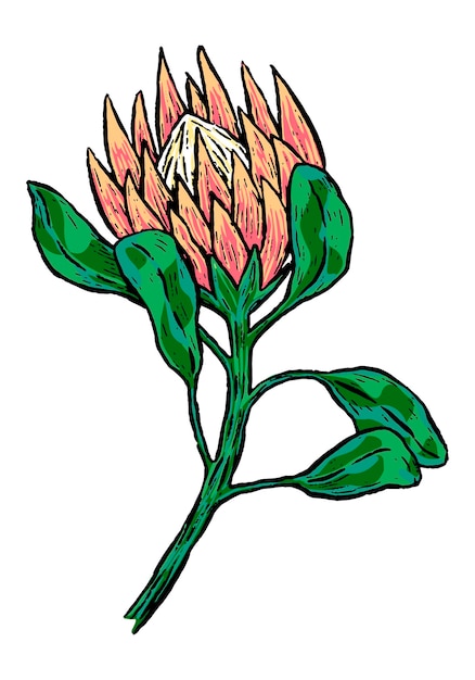 Vecteur protea fleur tropicale dessin botanique de plante exotique illustration vectorielle dessinés à la main clipart vintage coloré isolé sur blanc