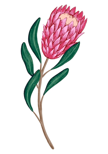 Vecteur protea fleur tropicale illustration vectorielle de plantes exotiques clipart botanique isolé sur blanc élément pour décor d'impression de carte postale de conception