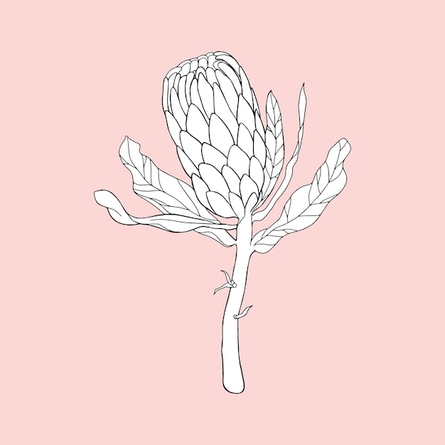 Protea Monochrome Sur Fond Rose.